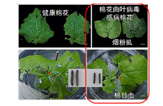 近日，微生物研究所發(fā)現(xiàn)雙生病毒調(diào)控植物免疫平衡實現(xiàn)全新生態(tài)功能